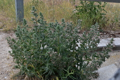 Echium asperrimum