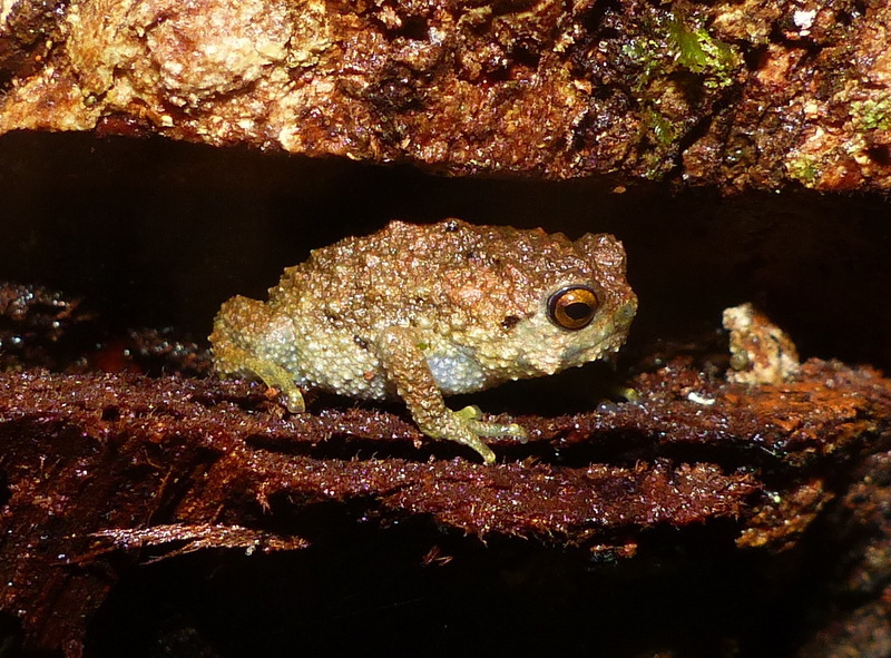 Krefft's Warty Frog
