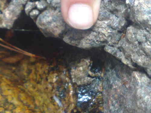 Discoglossus montalentii