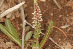 Veronica plantaginea
