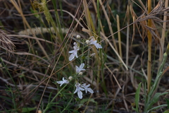 Teucrium pseudochamaepitys
