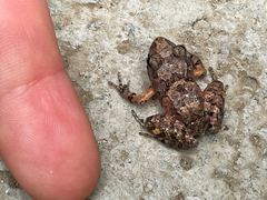 Craugastor polyptychus