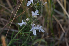 Teucrium pseudochamaepitys