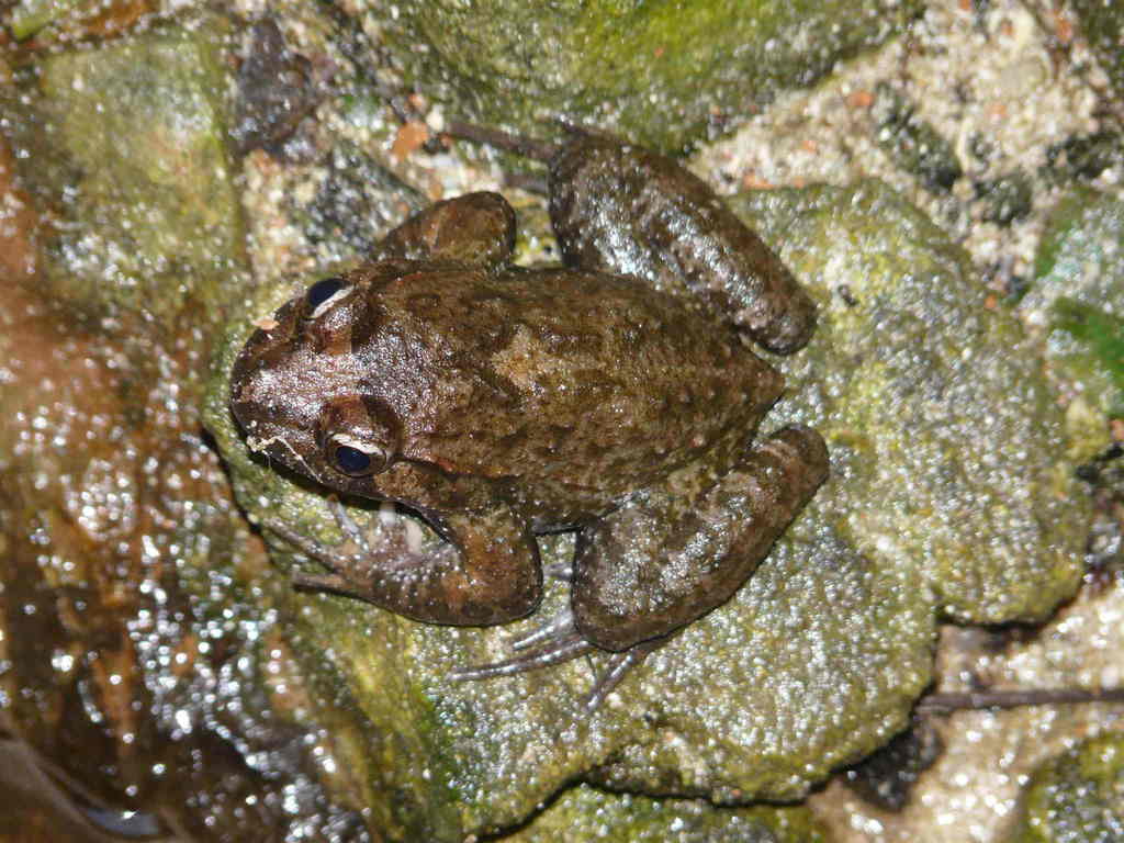 Corsican Painted Frog
