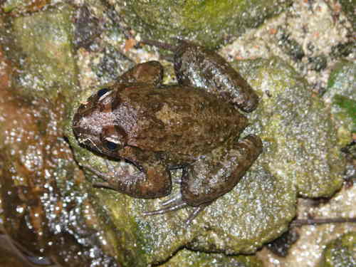 Corsica Painted Frog, Discoglossus montalentii