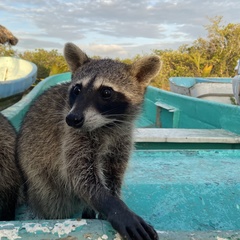 Procyon pygmaeus