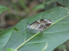 Dismorphia crisia lubina