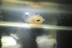 Gastropteron pacificum