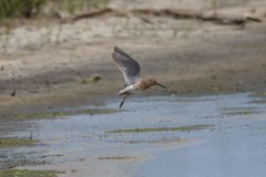 Limnodromus griseus griseus