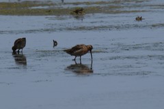 Limnodromus griseus griseus