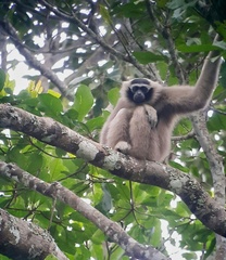 Hylobates pileatus