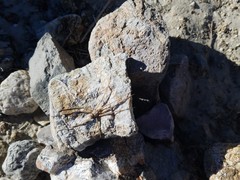 Homalonychus theologus