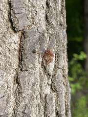Dryocosmus floridensis