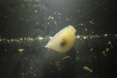 Gastropteron pacificum