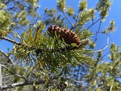 Pinus contorta bolanderi