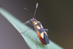 Oncopeltus cingulifer