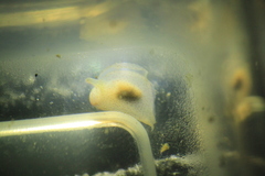 Gastropteron pacificum