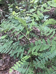 Astragalus canadensis