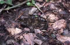 Bombina variegata pachypus