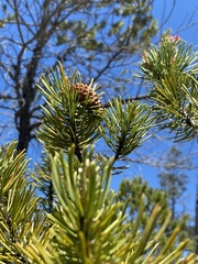 Pinus contorta bolanderi