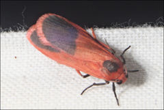 Scoliacma bicolora