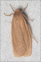 Scoliacma pactolias