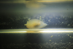 Gastropteron pacificum