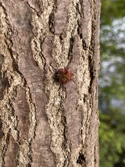 Dryocosmus floridensis