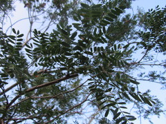 Senegalia wrightii