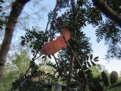 Senegalia wrightii