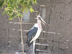 Leptoptilos crumenifer