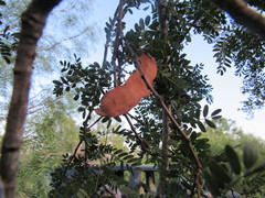 Senegalia wrightii