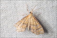 Musotima ochropteralis
