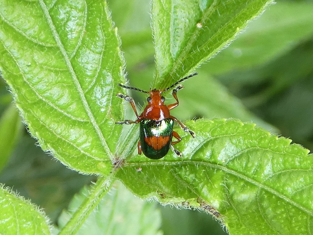 Chalcophana championi