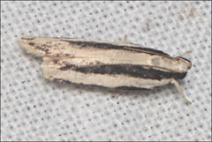 Ardozyga chionoprora