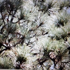 Pinus engelmannii