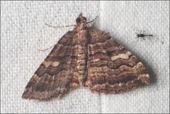 Chrysolarentia cydalima