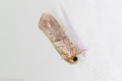 Acrolophus piger