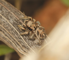 Habronattus klauseri