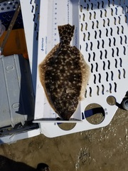 Paralichthys lethostigma