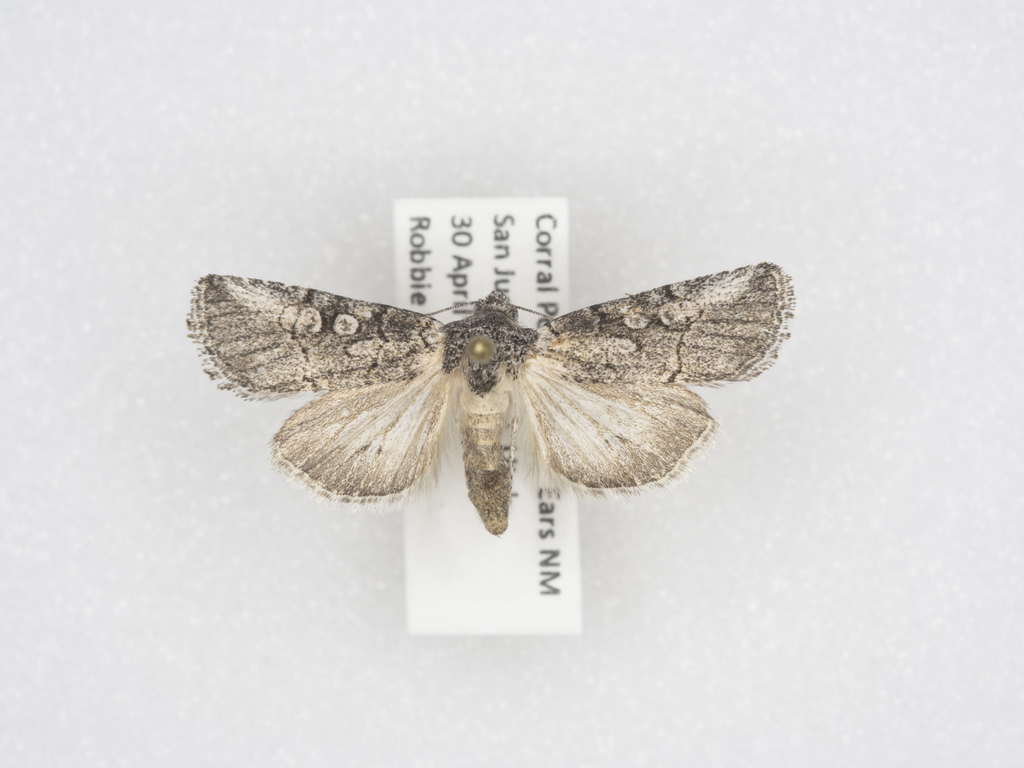 Sympistis min