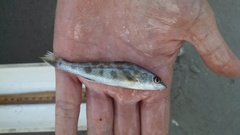 Menticirrhus americanus