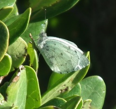 Dixeia charina