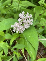 Asclepias quadrifolia