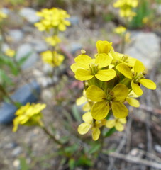 Erysimum coarctatum