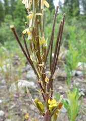 Erysimum coarctatum