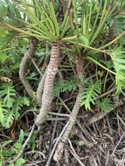 Thaumatophyllum xanadu