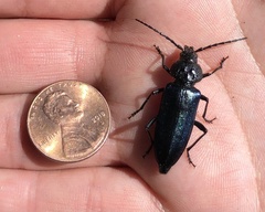 Semanotus amethystinus