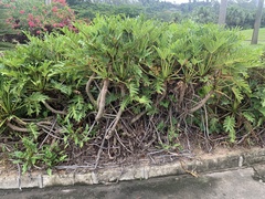 Thaumatophyllum xanadu