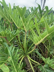 Thaumatophyllum xanadu